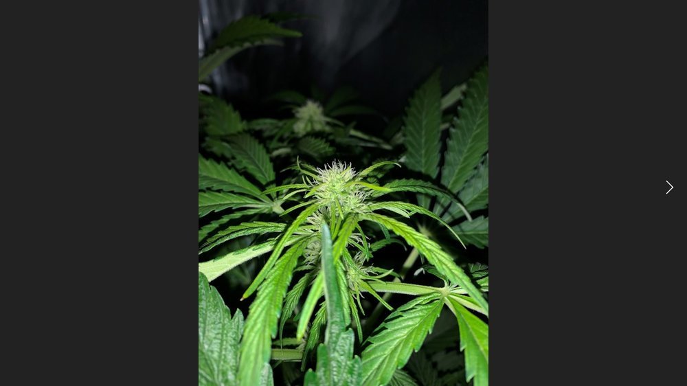 safeherma2.jpg