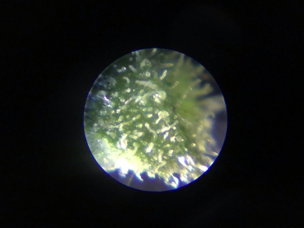 signal-2021-01-15-093653_005.jpeg