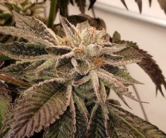 Sin City seeds Wedding Mints flush +0