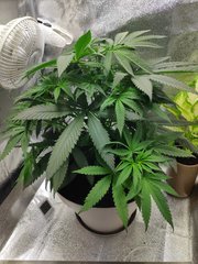 cro (25).jpg
