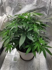 cro (27).jpg