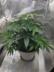 cro (28).jpg