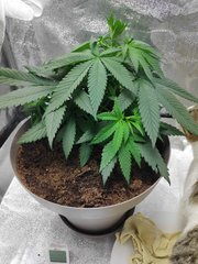 cro (18).jpg