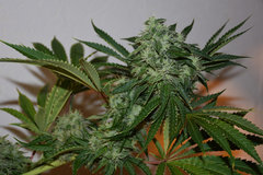 Road Dawg 5# 12+ 41J