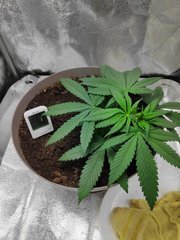 cro (11).jpg