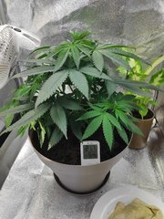 cro (21).jpg