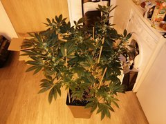 Sour ripper flo 2.jpg