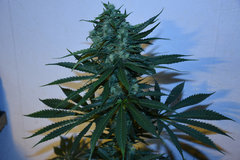 Tangie 2# 12+ 41J