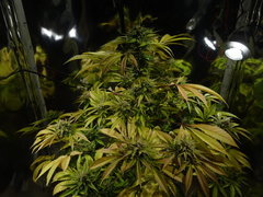 Olga J+121 12-12+61