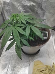 cro (16).jpg