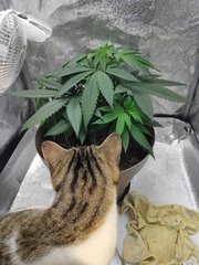 cro (19).jpg