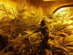 SOUR RIPPER début de semaine 7.jpg