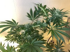 Road Dawg 5# (12/12+28)
