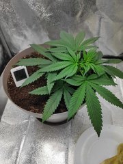 cro (12).jpg