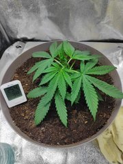 cro (8).jpg