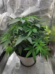 cro (26).jpg
