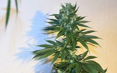 Tangie 2# 12+ 41J