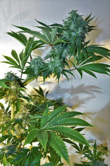 Road Dawg 5# 12+ 41J