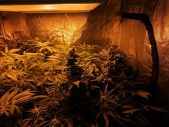 sour ripper flo 4.jpg