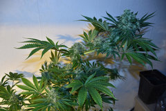 Road Dawg 5# 12+ 41J