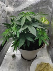 cro (23).jpg