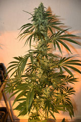 Amnesika 2.0 12+ 41J