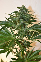 Head Banger 5# 12+ 35J (16)