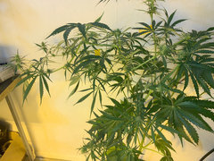 lavender x TBB 3# 13 Folioles  (12/12+ 28)