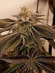 Sin City seeds Wedding Mints flush +0