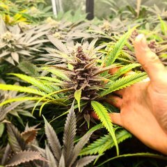 Royal Gorilla Flo +43