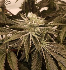 Sin City Seeds Wedding Mints