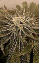 Sin City Seeds Wedding Mints
