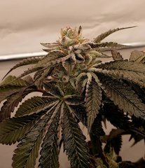 Sin City Seeds Wedding Mints