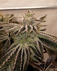 Sin City Seeds Wedding Mints
