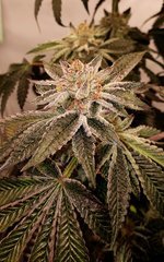Sin City Seeds Wedding Mints