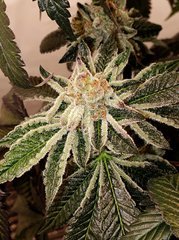Sin City Seeds Wedding Mints