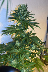 Tangie 2# 12+ 41J (25)