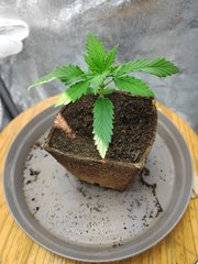 pousse (15).jpg