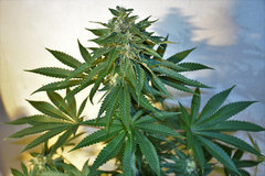 Alchemy x TBB 12 +41J