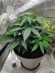 cro (22).jpg