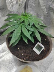 cro (14).jpg