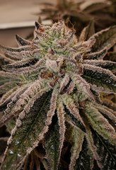 Sin City seeds Wedding Mints flush +0