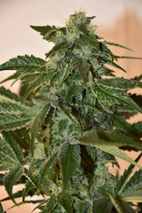 Head Banger 5# 12+ 35J (13)