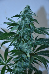 Head Banger 4# 12 +35J (4)