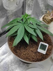 cro (13).jpg