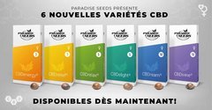 6 variétés CBD-Rich