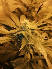 sour ripper flo 3.jpg