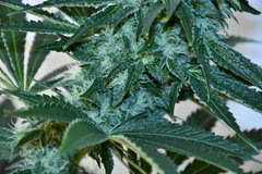 Head Banger 7# 12+ 35J (11)
