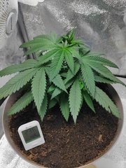 cro (15).jpg