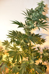 Head Banger 7# 12+ 35J (7)